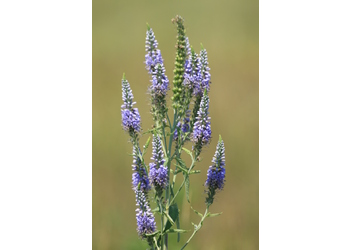Langblatt-Blauweiderich (Veronica longifolia) - © Emanuel Trummer